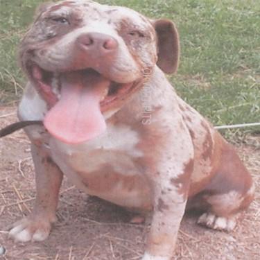 Smoky Mtn.'s Rasin Kaines Ruger Pit Bull